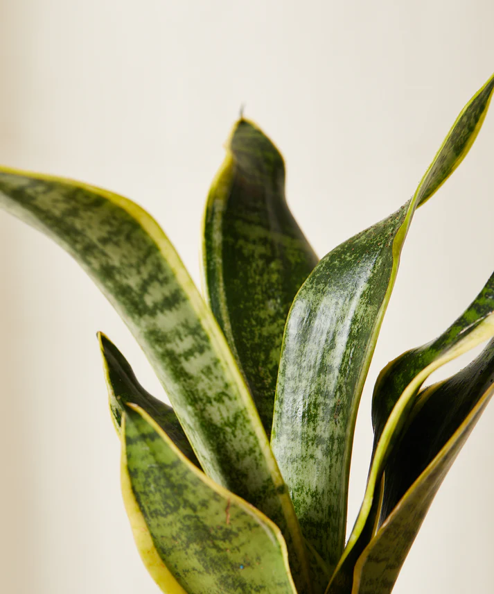 Snake Plant - Image 4