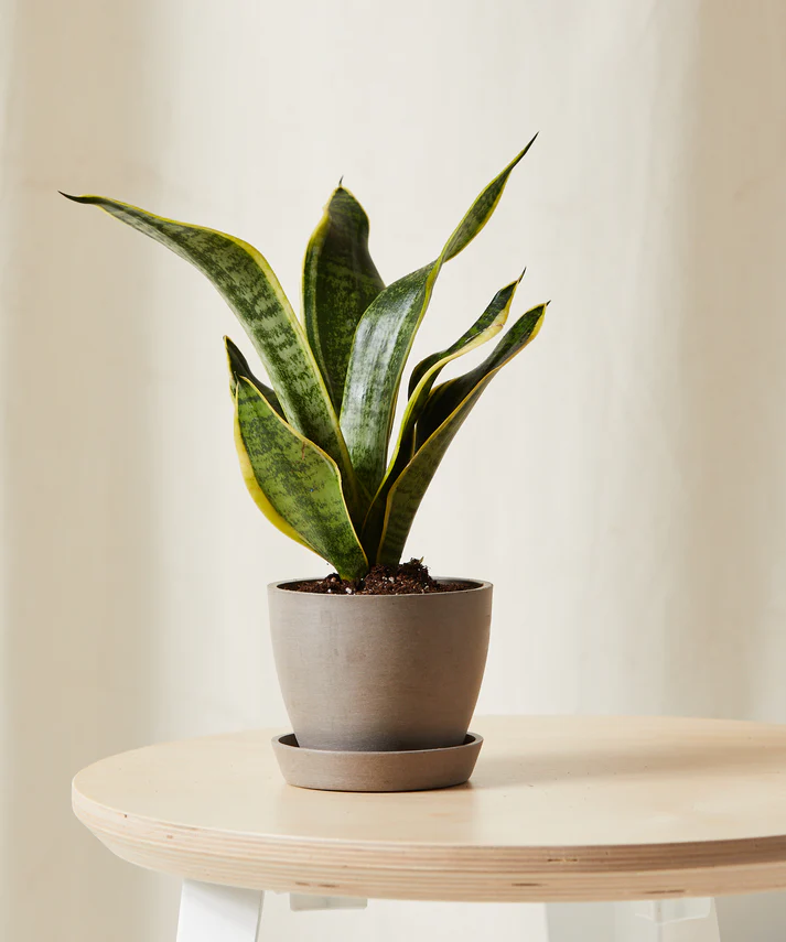 Snake Plant - Image 6