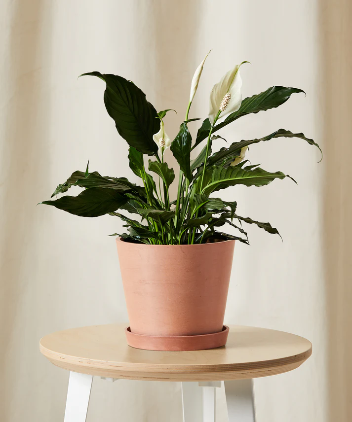 Peace Lily - Image 5