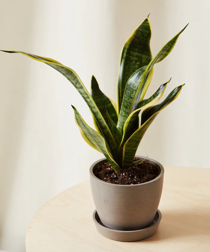 Snake Plant - Image 3
