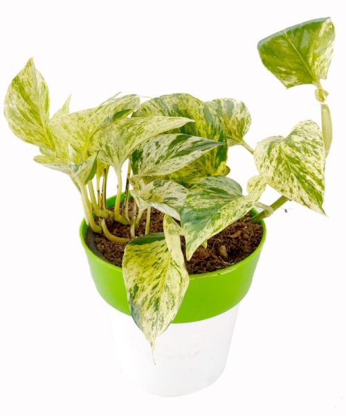 Money Plant Marble with Planter