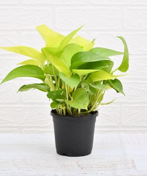 Air Purifier Money Plant with pot