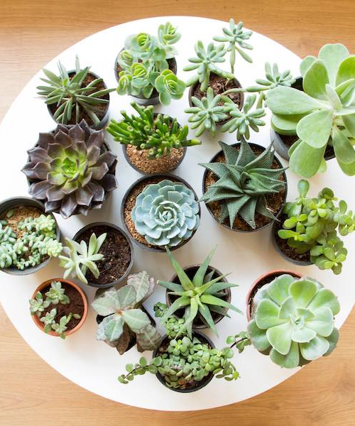 Mini Succulent Garden Pack
